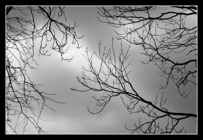 sky & branches
