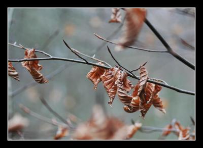 Beech leaves