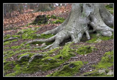 Creeping roots