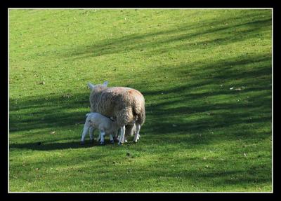 Mum & lambs