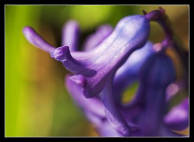 Blue hyacinth (no bluebells here yet!)