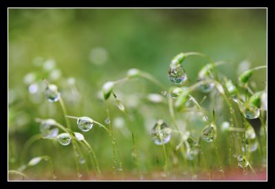 Mossy drops