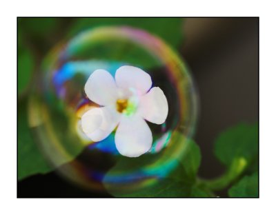 Flower inside bubble