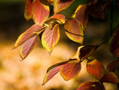 21 October - Autumnal colour