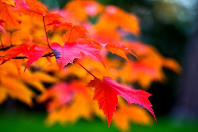 red leaves