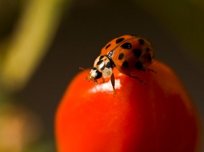 Ladybird on a Capsicum!