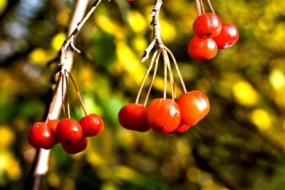 Berries galore!