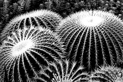 Prickly pumpkins!