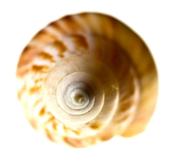 7 November - shell