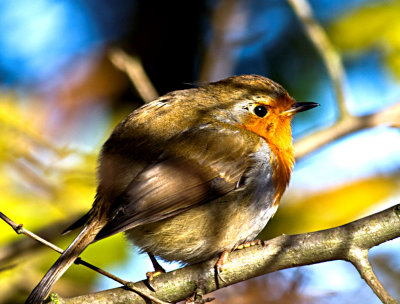 Robin - puffed in the cold