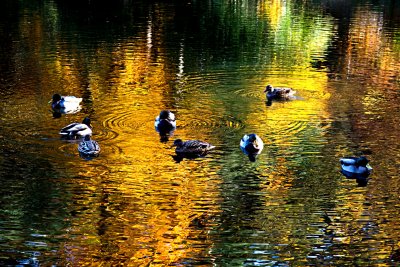 Colourful ducks