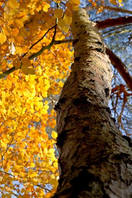 Keston Ponds: in all seasons