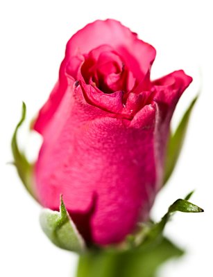 3 December - Just a rose...