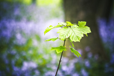 Spring greens