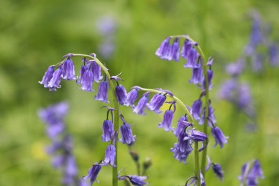 Bluebells