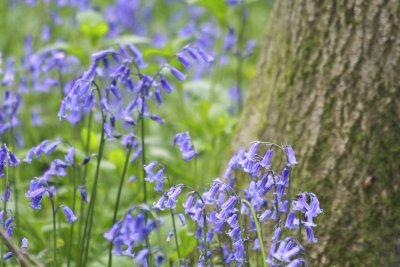Bluebells