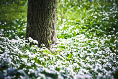 In the woods