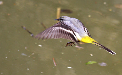 Pretty bird!