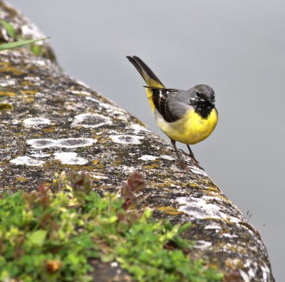 yellow bottom...er, bird