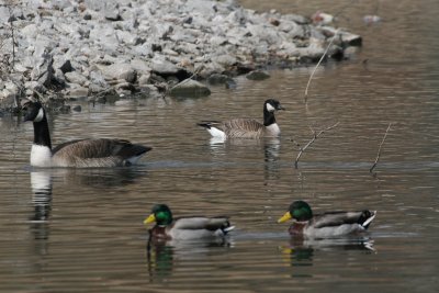 Cackling Goose with Canada Goose and Mallards for comparison