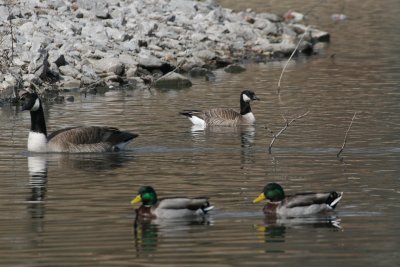 Cackling Geese at Shelby Park, Nashville