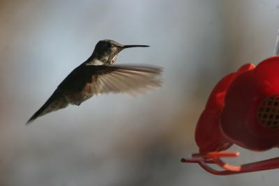 imm. Broad-tailed Hummingbird