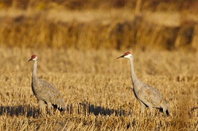 Sandhill cranes at sunset_T0L6114.jpg