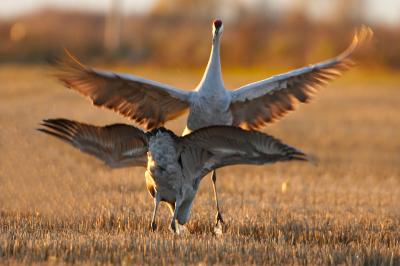 Sandhill cranes fighting _T0L6179.jpg