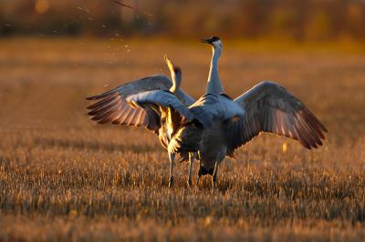 Sandhill cranes fighting at sunset_T0L6172.jpg