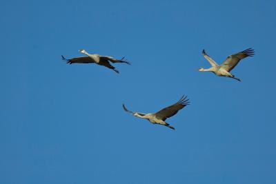 Sandhill cranes in formation FB3B5787-1.jpg