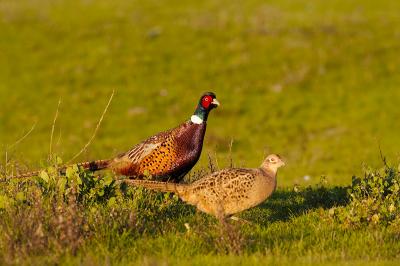 Ring necked pheasant pair_T0L6830.jpg