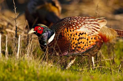 Ring necked pheasant_T0L6802.jpg