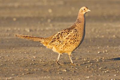 Ring-necked pheasant_T0L6821.jpg