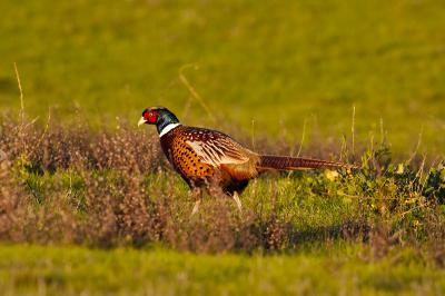 Ring-necked pheasant_T0L6839.jpg