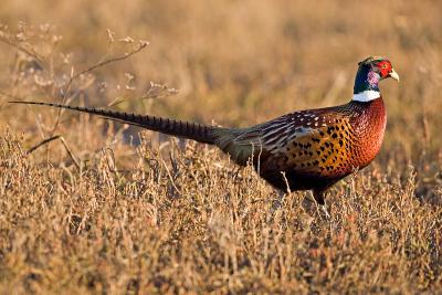 Ring necked pheasant_T0L6772 ACR rsz.jpg