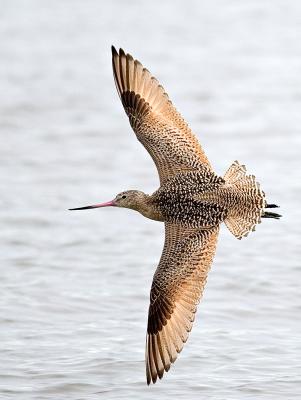 Marbled godwit FB3B6636 ACR.jpg