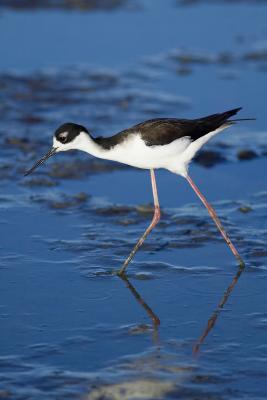 Black necked stilt FB3B6971.jpg