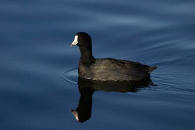 Coot C1 FB3B7076.jpg