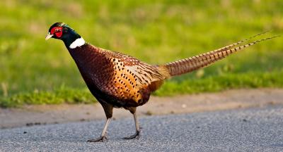 Ring necked pheasant FB3B7096.jpg