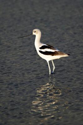 Am avocet FB3B7304.jpg