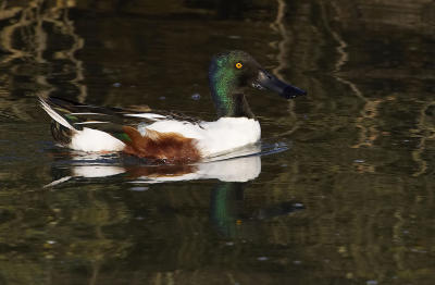 Northern shoveler_T0L7251.jpg