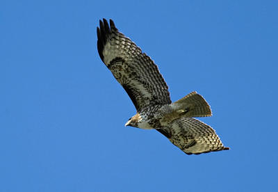 Red tailed hawk FB3B7360.jpg