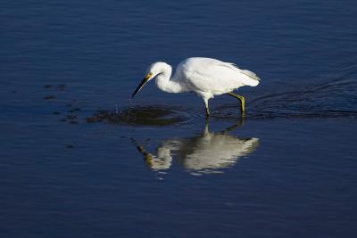 Snowy egret FB3B7226.jpg