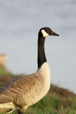 Canada goose FB3B7467.jpg