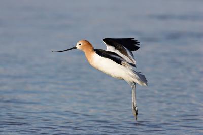 Am avocet landing_T0L7471ff.jpg