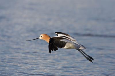 Am avocet_T0L7470_ff.jpg