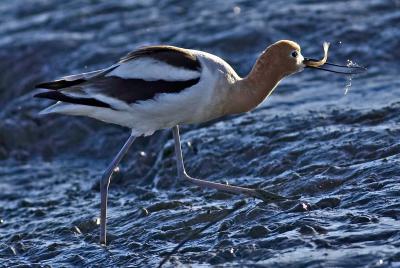 Avocet swallowing a fish FB3B7568.jpg