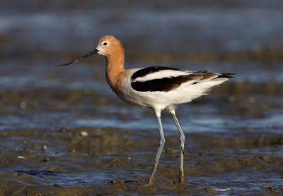 Am avocet_T0L7447.jpg