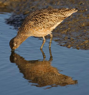 Long-billed curlew probing for molluscs_T0L7700.jpg