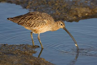 Long-billed curlew with dinner_T0L7659.jpg